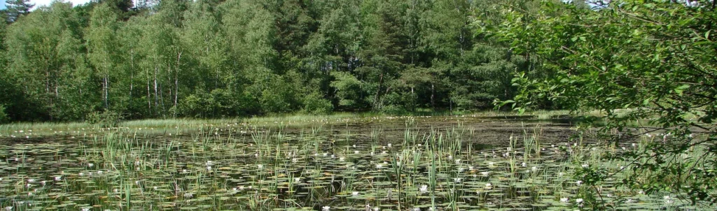 Rezerwat przyrody Las nad Jeziorem Mądrzechowskim